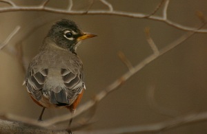 American robin. Photo by Chris Bosak, copyright, all rights reserved.