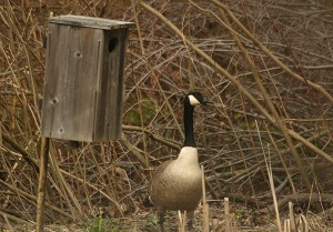 Canada goose. Photo by Chris Bosak, copyright, all rights reserved.