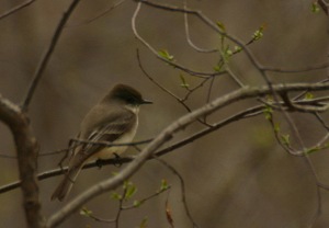 Eastern phoebe. Photo by Chris Bosak, copyright, all rights reserved.