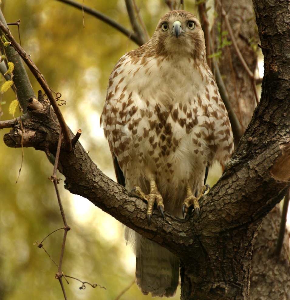 Red-tailed hawk by Chris Bosak. Copyright all rights reserved