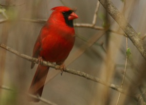 Northern cardinal. Photo by Chris Bosak, copyright, all rights reserved.