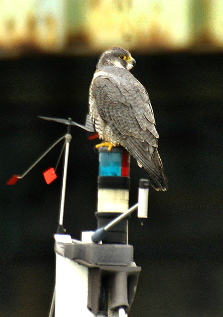Peregrine falcon on sailboat mast. Photo by Chris Bosak, all rights reserved