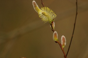 Pussy willow. Photo by Chris Bosak, copyright, all rights reserved.