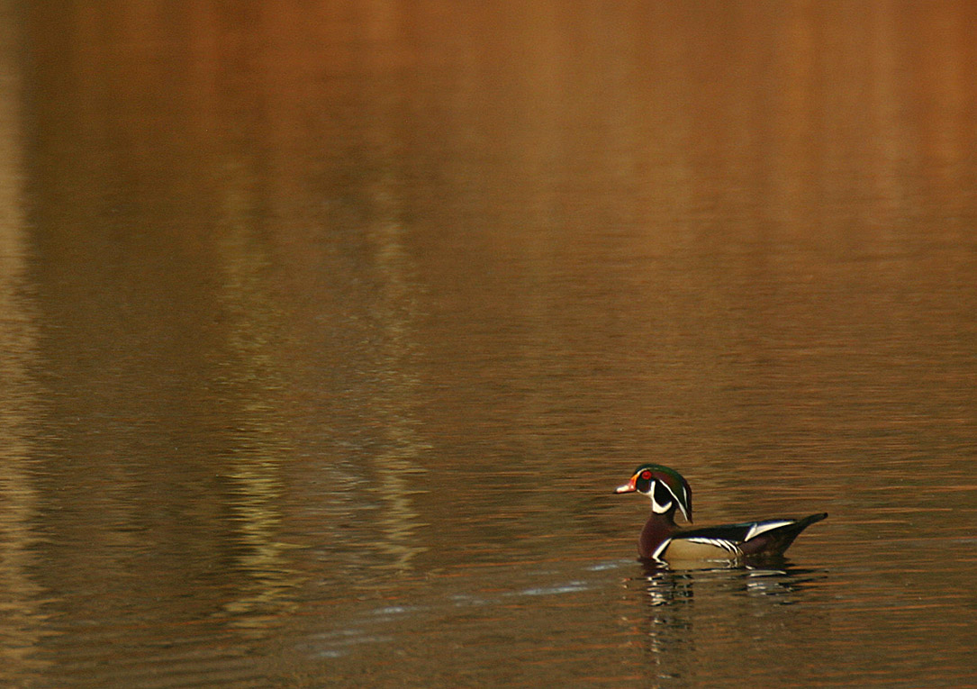 Wood duck. Photo by Chris Bosak, copyright, all rights reserved.