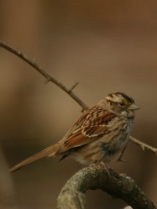 White-throated sparrow. Photo by Chris Bosak, copyright, all rights reserved.